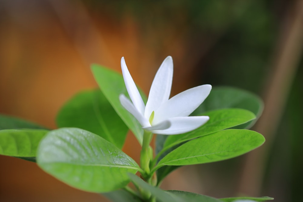 a close up of a white flower with green leaves