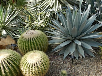 A variety of cacti and succulents are displayed in an arid garden setting. Round barrel cacti with spiky surfaces sit alongside an agave plant with long, pointed leaves. The ground is covered with small stones and gravel, enhancing the desert-like atmosphere.
