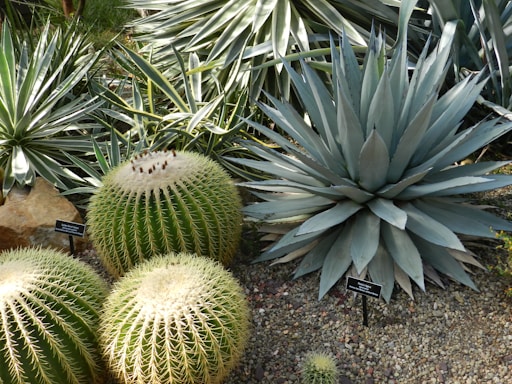 A variety of cacti and succulents are displayed in an arid garden setting. Round barrel cacti with spiky surfaces sit alongside an agave plant with long, pointed leaves. The ground is covered with small stones and gravel, enhancing the desert-like atmosphere.