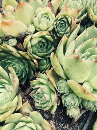 A close-up view of several succulent plants with plump, pointed green leaves. The leaves have a soft, velvety texture and some exhibit a tinge of red or brown at the edges. The plants are tightly grouped together, showing healthy growth and intricate leaf patterns.