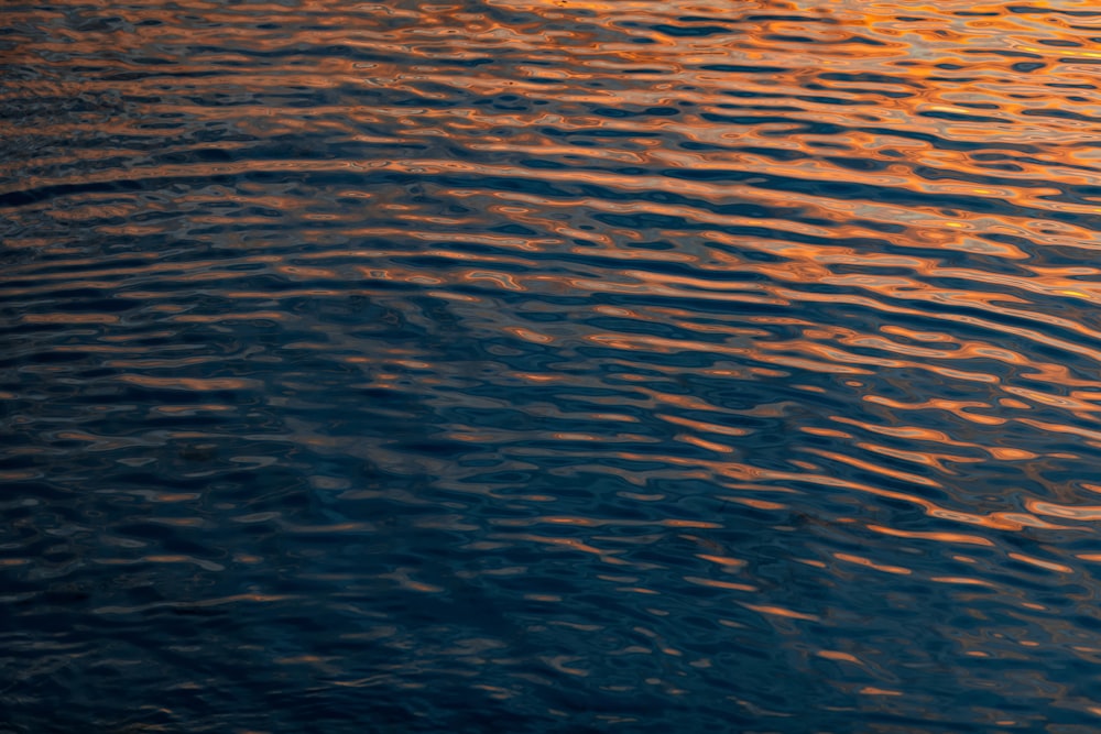 a bird flying over a body of water at sunset