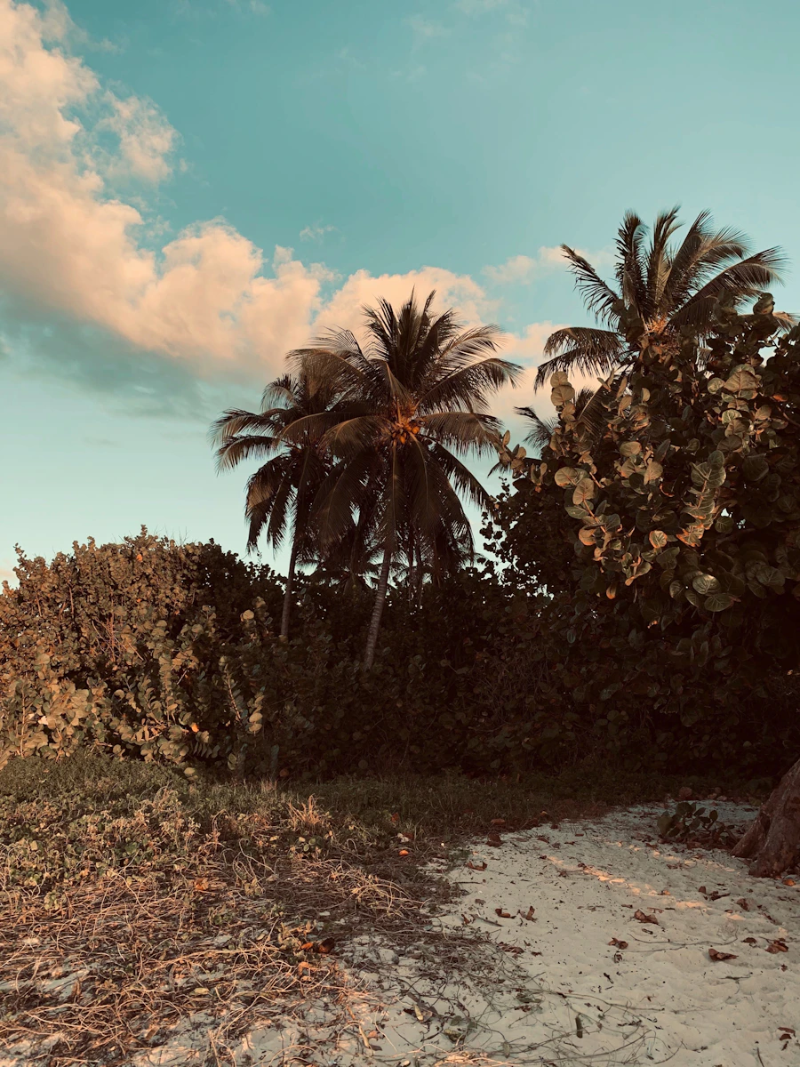 Plage de Varadero, Cuba — sable blanc, palmier et ciel bleu