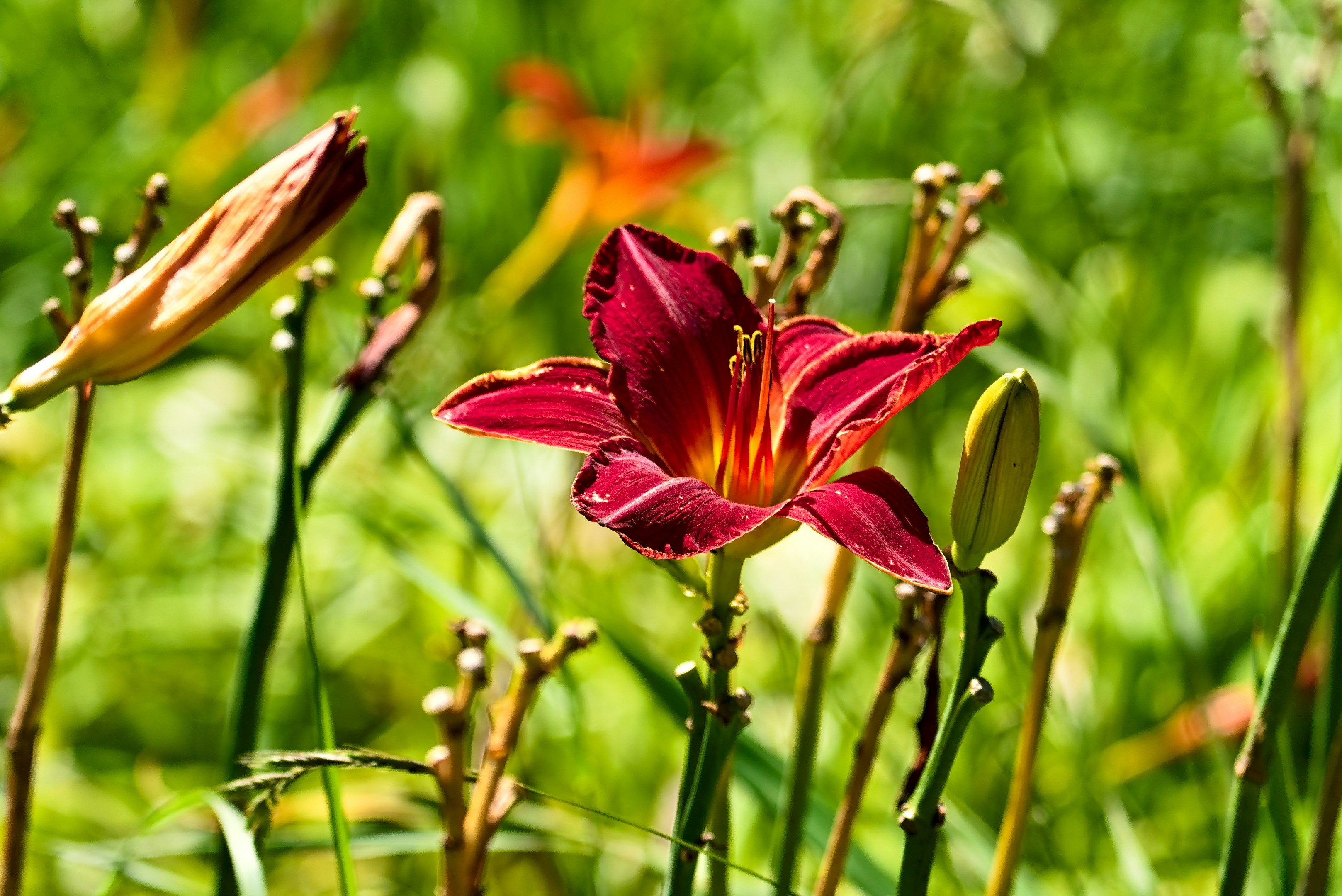 a close up of a flower in a field of grass
