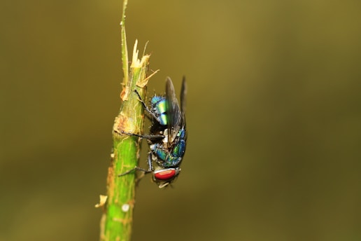A close-up of a common housefly perched on a green plant stem. The fly exhibits iridescent blue and green hues on its body and has prominent red eyes. The background is a blurred, uniform green, emphasizing the subject.