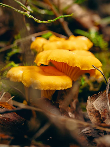 Whimsical marbled crayon mushrooms glowing with sunshine yellow highlights.