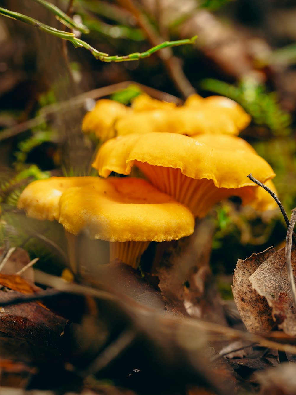 Un grupo de hongos amarillos sentados en la parte superior de un suelo del bosque