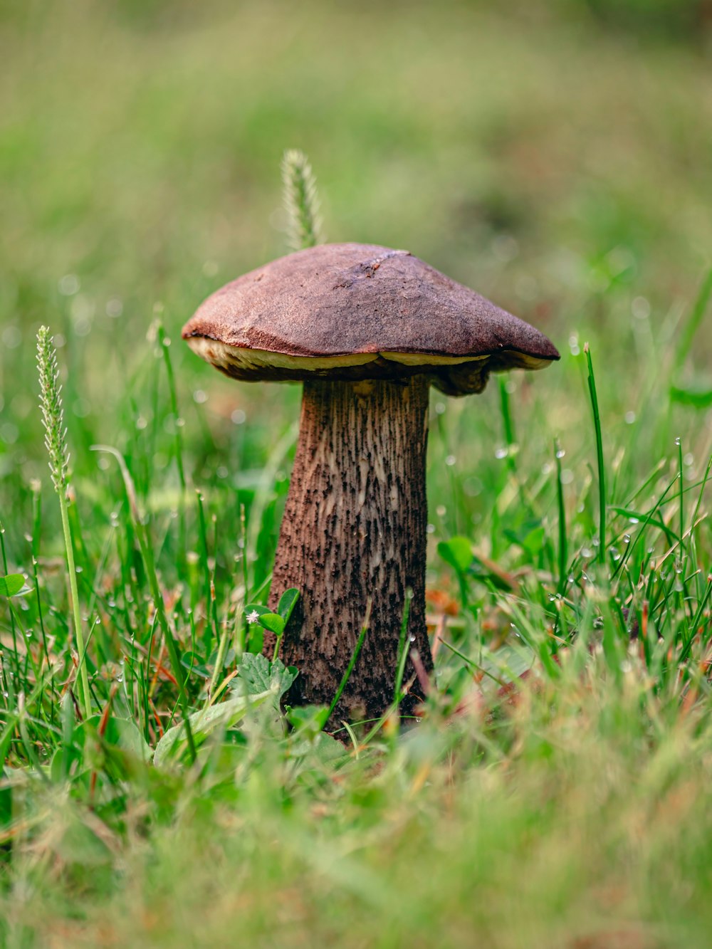 a mushroom sitting in the grass on a sunny day