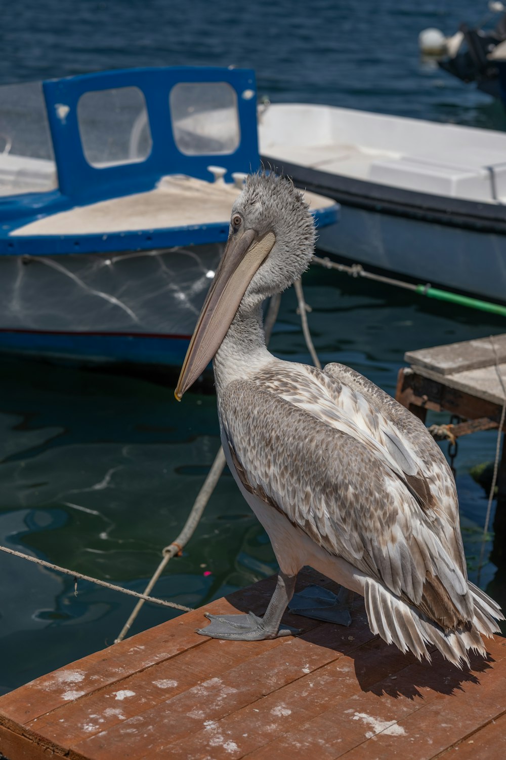 um pelicano sentado em uma doca ao lado de um barco