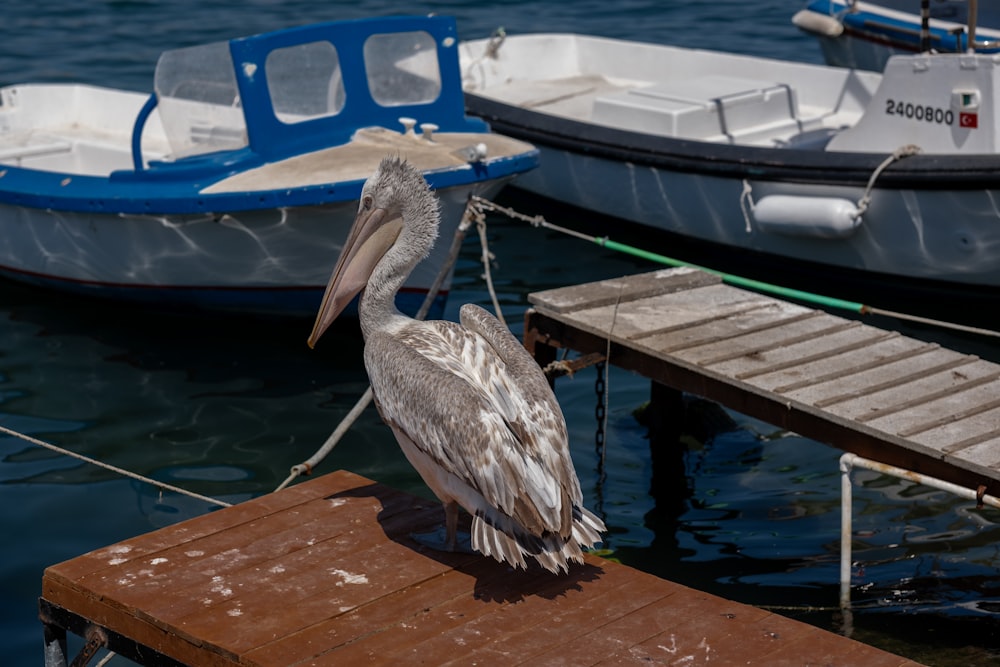 Ein Pelikan sitzt auf einem Dock neben einem Boot