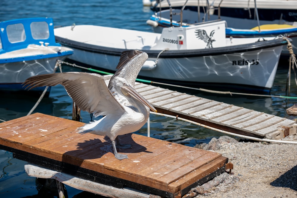 uma gaivota está de pé em uma doca de madeira