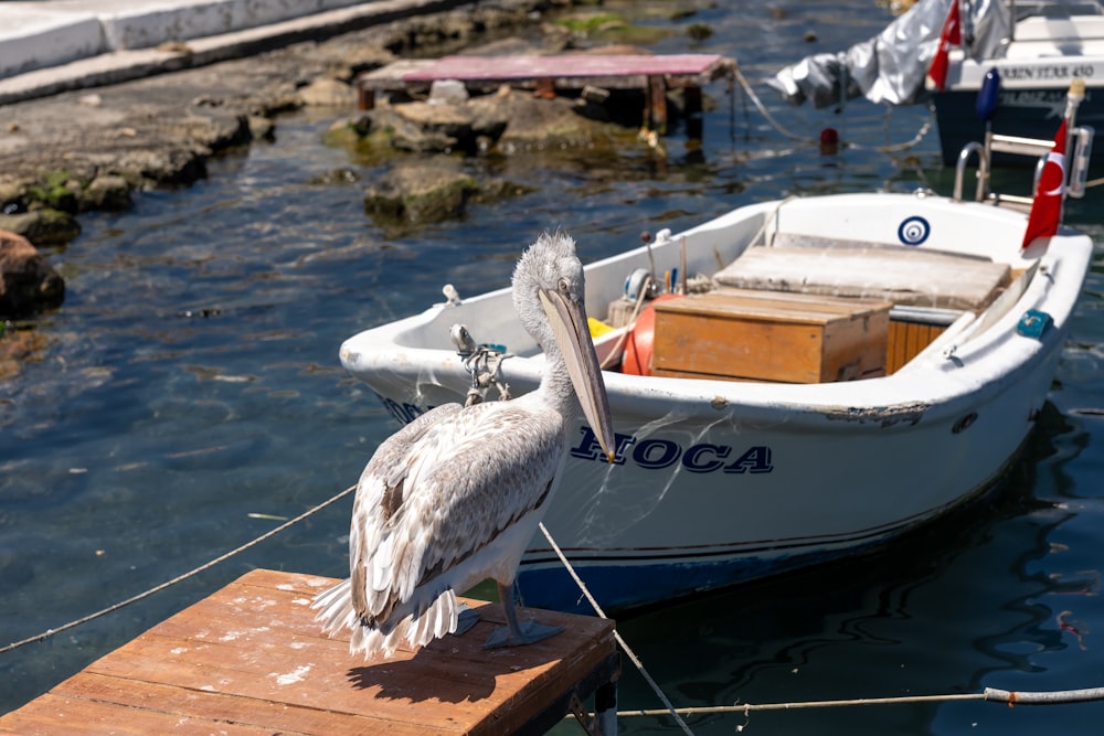 a pelican sitting on a dock next to a boat