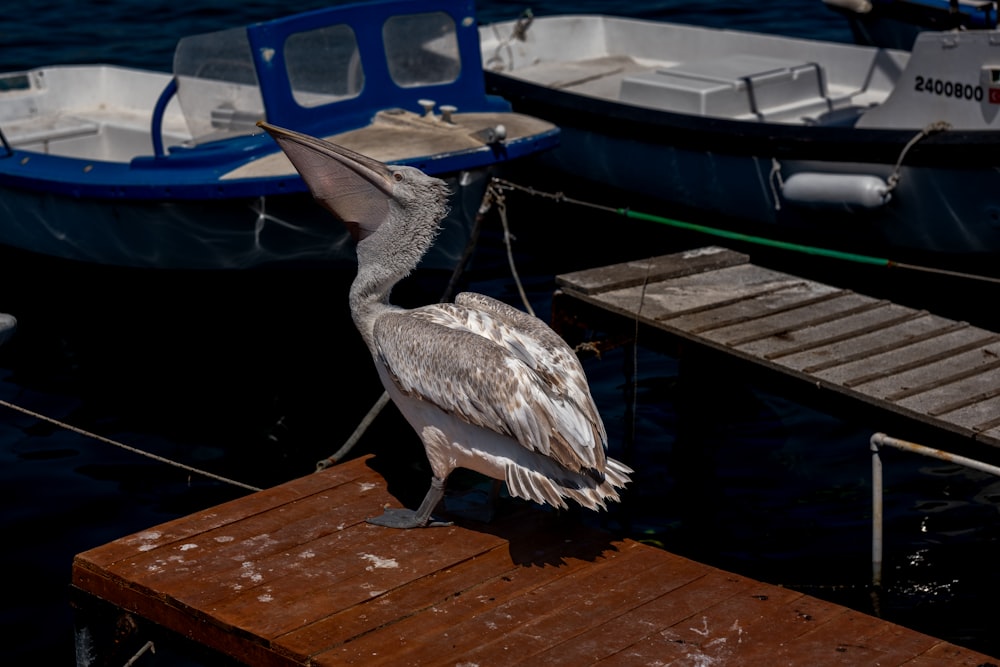 a pelican is standing on a wooden dock