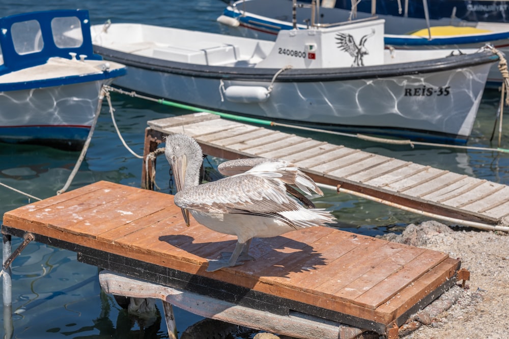 Un pellicano seduto su un molo accanto a una barca