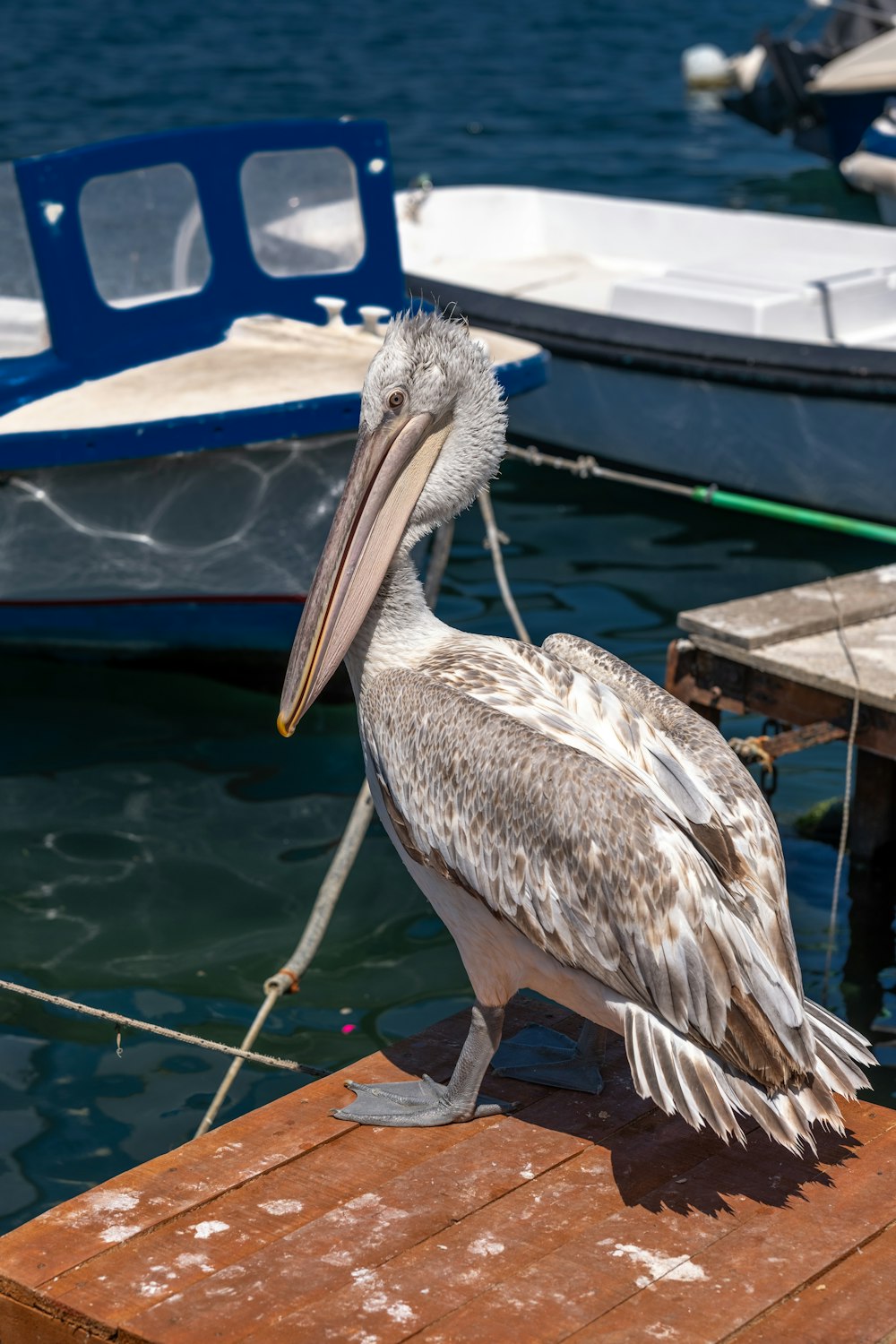 a pelican sitting on a dock next to a boat