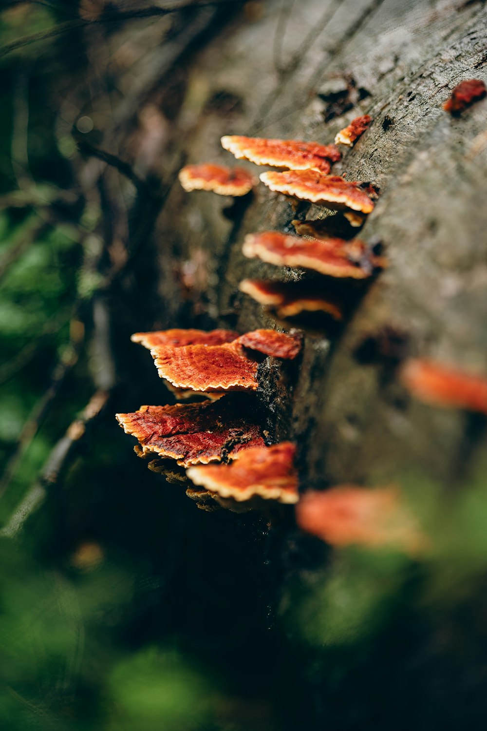 a group of mushrooms growing on the side of a tree