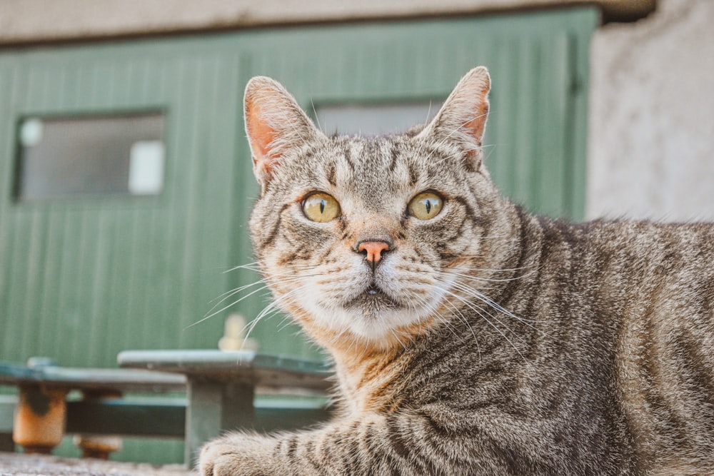 a cat laying on the ground next to a table