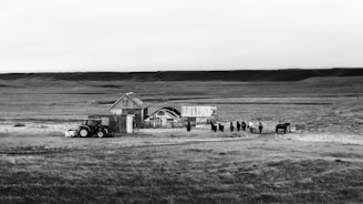 A black and white image of a rural landscape featuring an isolated farmhouse with a tractor parked nearby. Several cows stand in a line near the building, surrounded by open grasslands and hills.