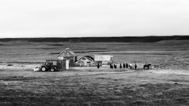 A black and white image of a rural landscape featuring an isolated farmhouse with a tractor parked nearby. Several cows stand in a line near the building, surrounded by open grasslands and hills.