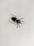 A black and yellow insect with long legs and antennae rests on a plain off-white surface. The insect features distinct yellow spots on its back.