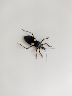 A black and yellow insect with long legs and antennae rests on a plain off-white surface. The insect features distinct yellow spots on its back.