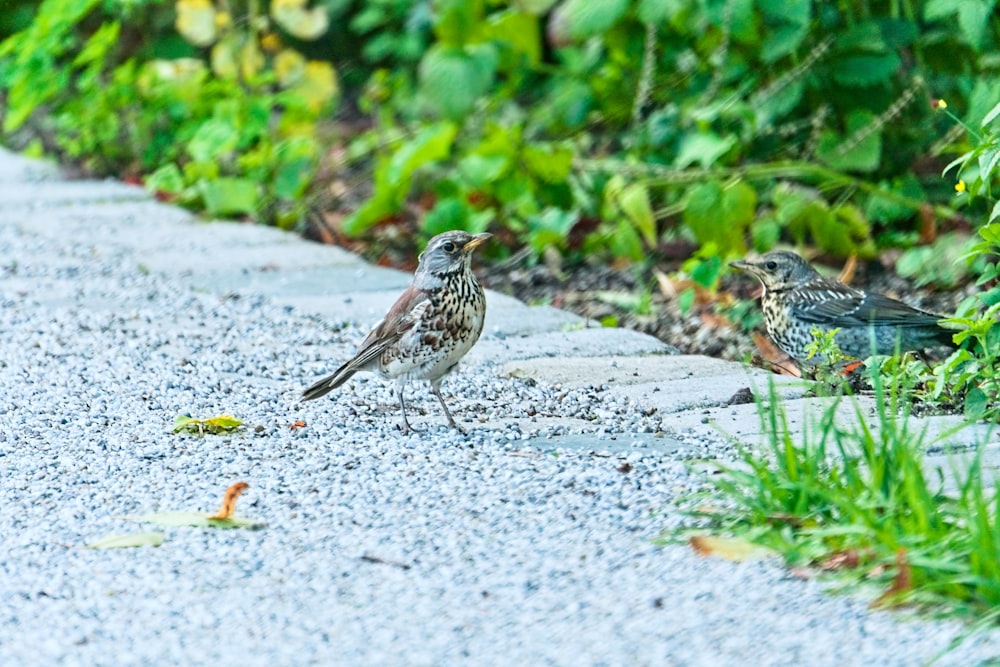 a couple of birds standing on top of a gravel road