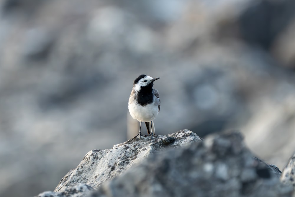 a small black and white bird sitting on a rock