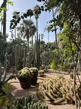 A lush and vibrant garden featuring a variety of cacti and palm trees. Sunlight filters through the foliage, highlighting the diverse shapes and textures of the plants. Tall cacti stand prominently, surrounded by other species of succulents and greenery.