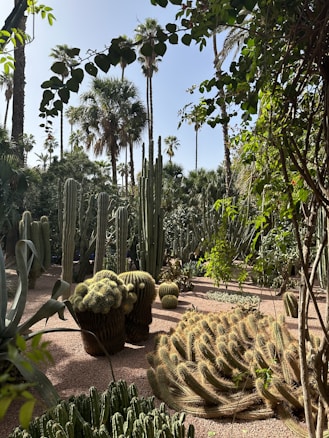 A lush and vibrant garden featuring a variety of cacti and palm trees. Sunlight filters through the foliage, highlighting the diverse shapes and textures of the plants. Tall cacti stand prominently, surrounded by other species of succulents and greenery.