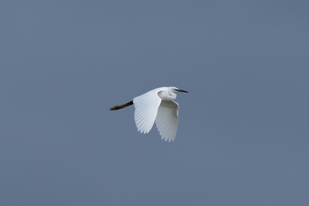 a white bird flying through a blue sky