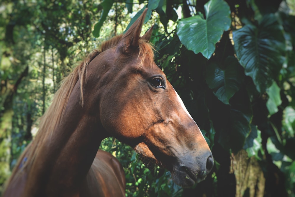 ein braunes Pferd, das neben einem üppig grünen Wald steht
