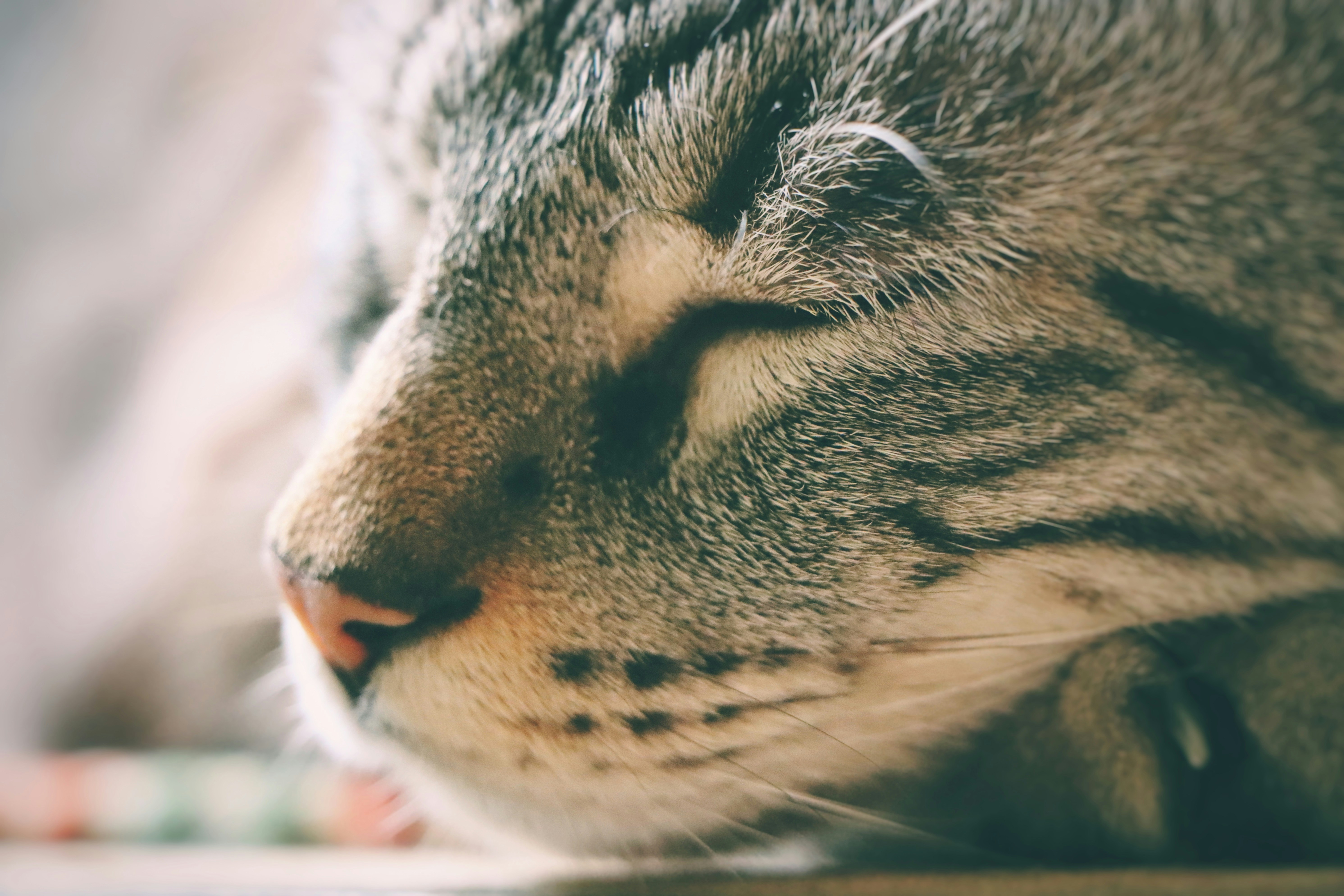 Purring for Attention: Manipulation or Communication? (image credits: unsplash)