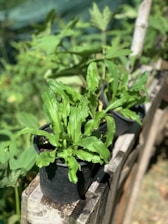 Two lush green plants are growing in black pots, placed on wooden planks. The leaves are long and serrated. Sunlight highlights the vivid green foliage, and a garden or natural setting surrounds the plants.