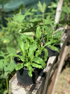 Two lush green plants are growing in black pots, placed on wooden planks. The leaves are long and serrated. Sunlight highlights the vivid green foliage, and a garden or natural setting surrounds the plants.