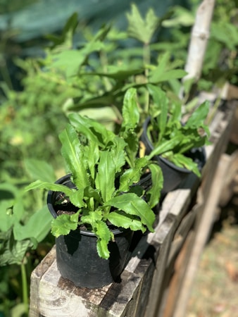 Embracing Nature with Indoor and Outdoor Plants