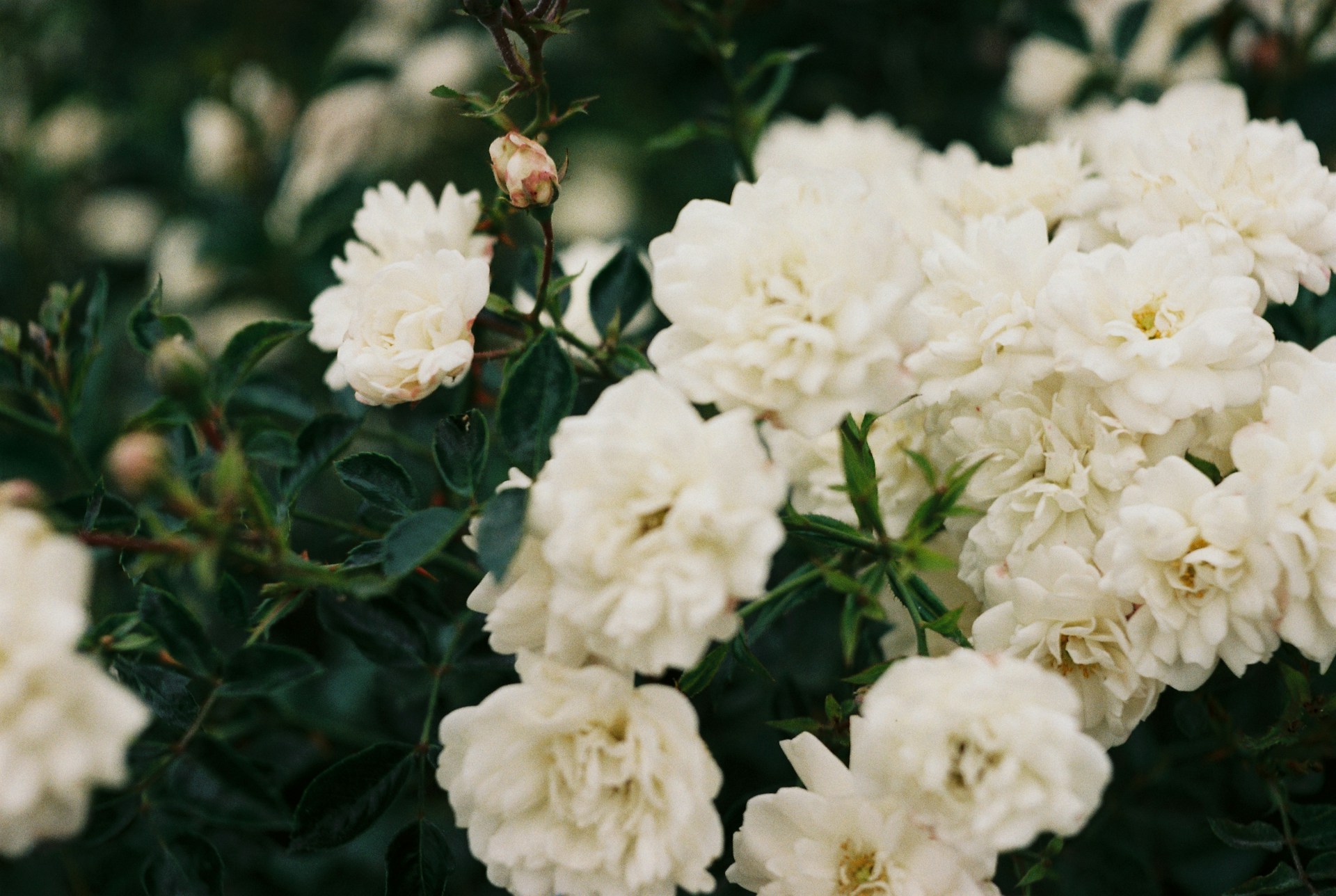 a bunch of white flowers that are on a bush