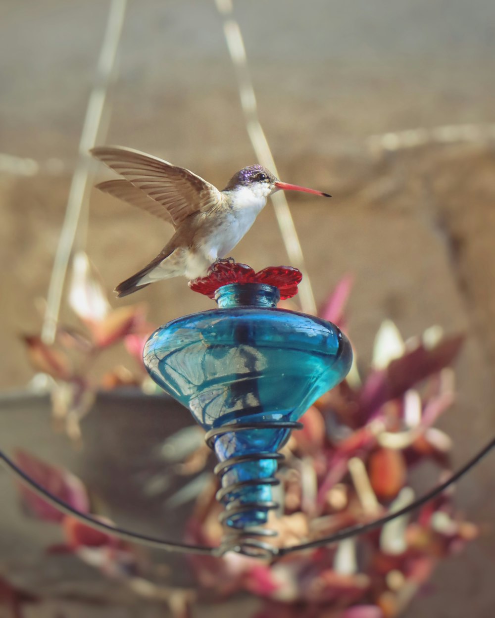 a hummingbird perches on a blue bird feeder