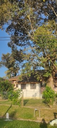 A residential area with a small house partially hidden behind tall, leafy trees and a wire fence. The house has a white exterior and brown roof. The sky is clear and blue, suggesting sunny weather. The scene is quiet and serene, with lush greenery in the foreground and around the house.