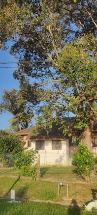 A residential area with a small house partially hidden behind tall, leafy trees and a wire fence. The house has a white exterior and brown roof. The sky is clear and blue, suggesting sunny weather. The scene is quiet and serene, with lush greenery in the foreground and around the house.