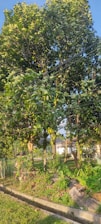 The image features a lush green tree laden with numerous yellow citrus fruits. It stands alongside a small trench with a grassy area at the base, surrounded by other vegetation. The tree is vibrant and healthy looking, with sunlight casting a warm glow on the leaves.