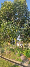 The image features a lush green tree laden with numerous yellow citrus fruits. It stands alongside a small trench with a grassy area at the base, surrounded by other vegetation. The tree is vibrant and healthy looking, with sunlight casting a warm glow on the leaves.