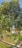 The image features a lush green tree laden with numerous yellow citrus fruits. It stands alongside a small trench with a grassy area at the base, surrounded by other vegetation. The tree is vibrant and healthy looking, with sunlight casting a warm glow on the leaves.