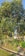The image features a lush green tree laden with numerous yellow citrus fruits. It stands alongside a small trench with a grassy area at the base, surrounded by other vegetation. The tree is vibrant and healthy looking, with sunlight casting a warm glow on the leaves.
