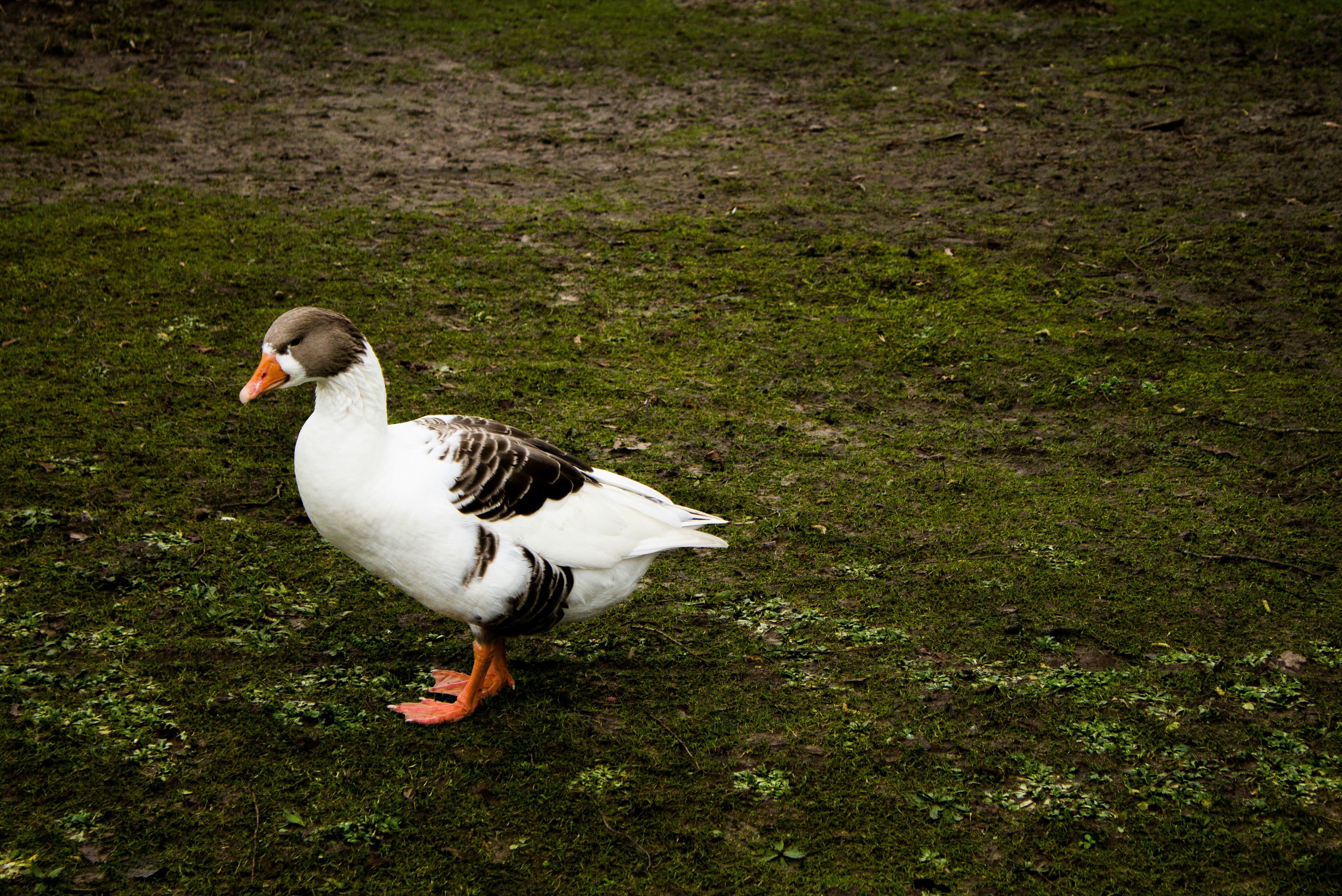 Photo by alexandristom