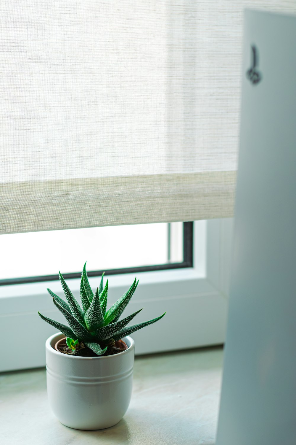 a potted plant sitting next to a window