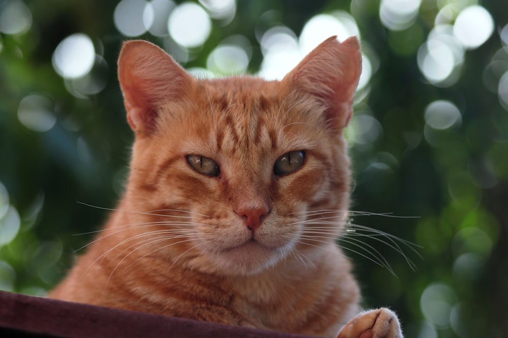 a close up of a cat laying on a table