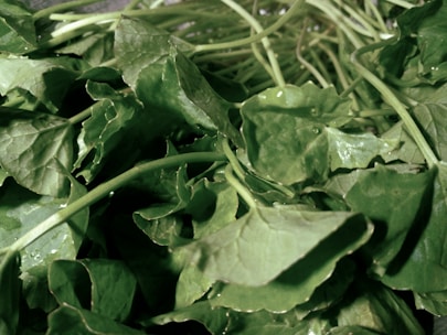 Close-up of fresh herbal leaves stacked in bulk ready for shipment.