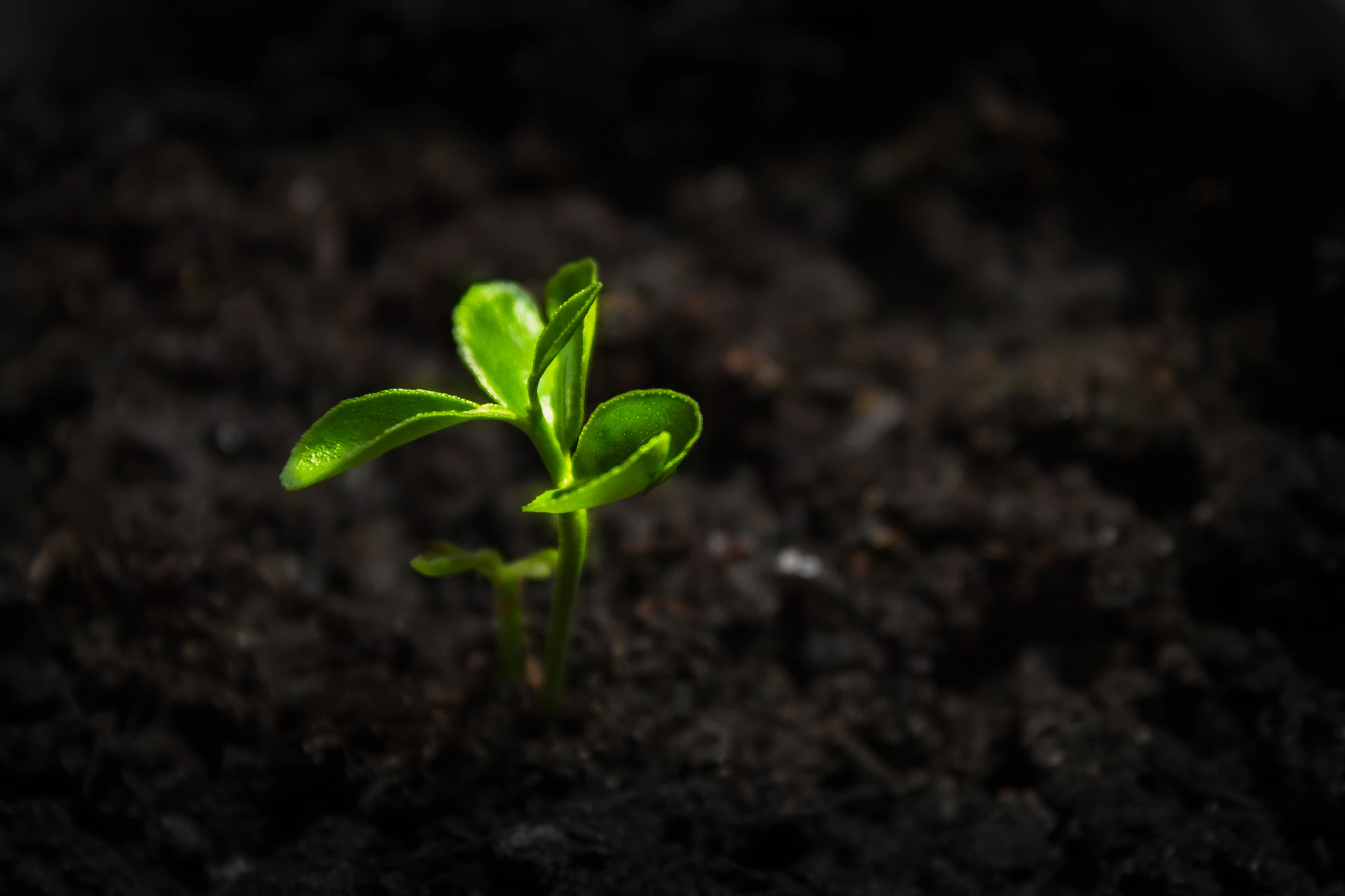 a small green plant sprouting out of the ground