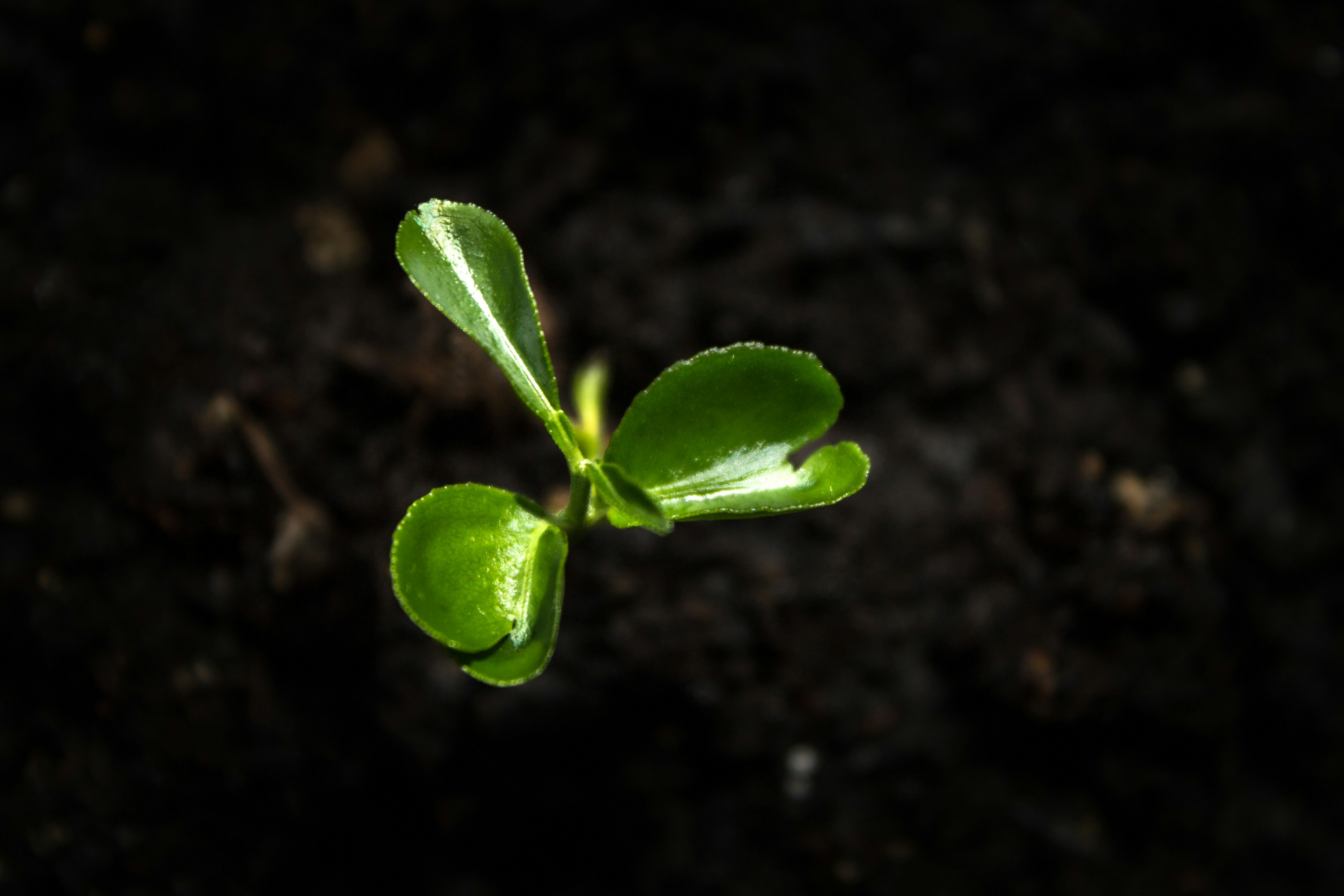 a small green plant sprouting out of the ground