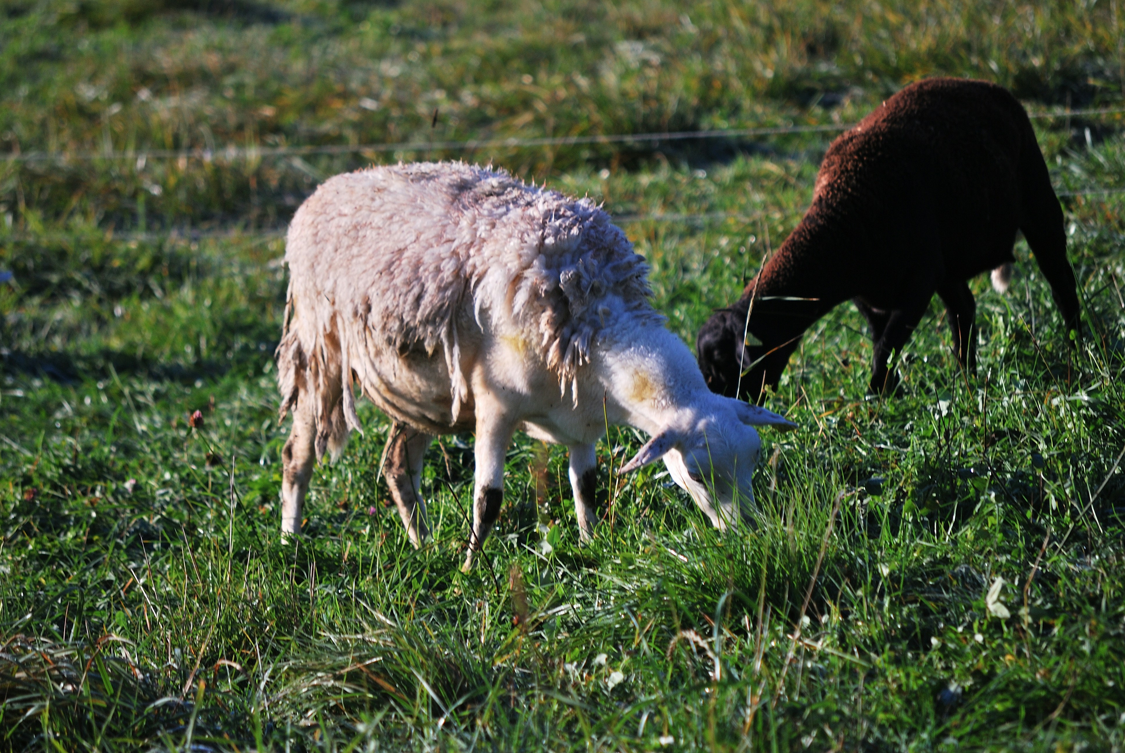 Photo by samyk_ccdphotos