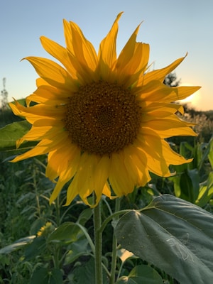 A vibrant and large sunflower with bright yellow petals and a dark brown center is prominently displayed. The background features a field with green leaves and a clear sky at sunset, casting a warm glow.
